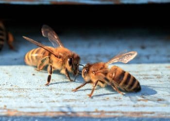 raw propolis