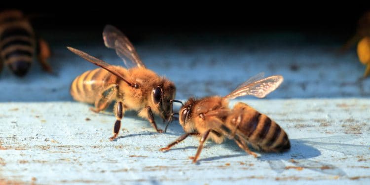 raw propolis